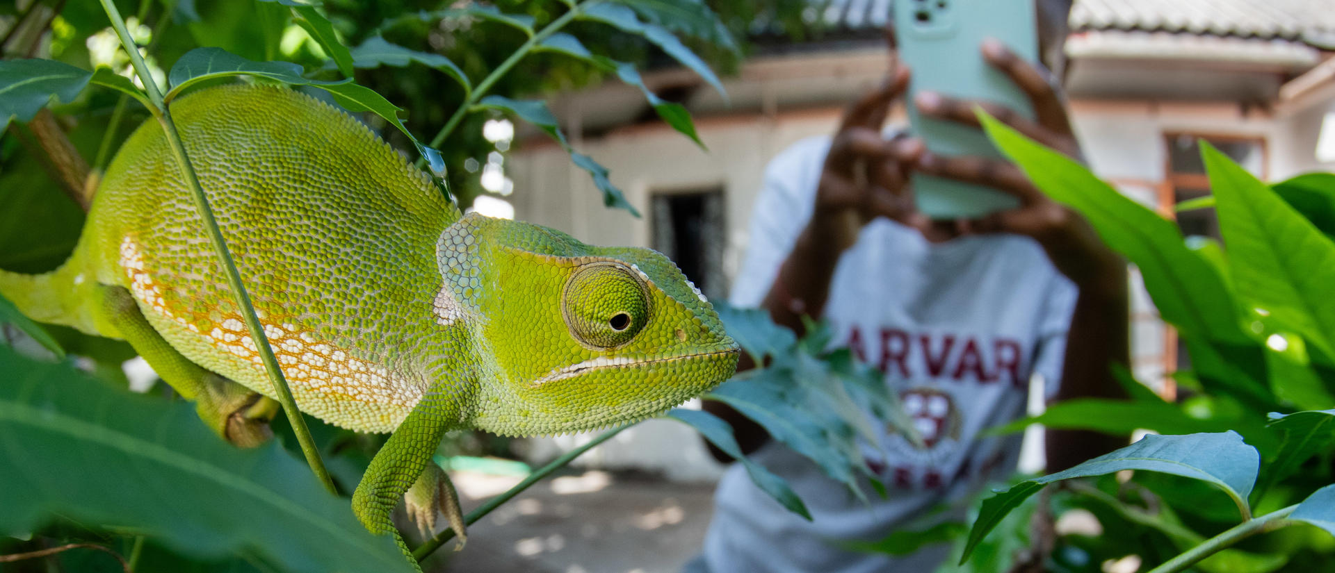 A student wearing a Harvard shirt takes a photo of a chameleon. 